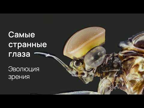 Видео: Эволюция глаза: почему так сложно?