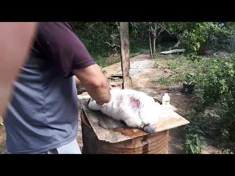 Видео: Лечим Инфекционный дерматит у кролика