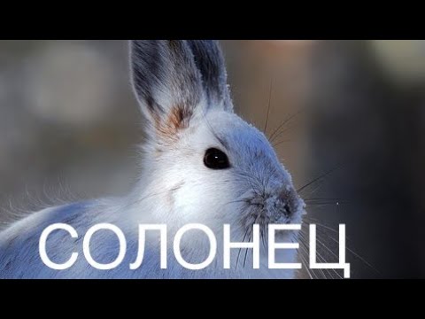 Видео: Все зайцы сбегутся на такое угощение | Солонец для зайца | Как сделать солонец