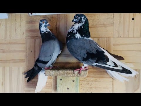 Видео: Новая голубятня. Обзор 2020
