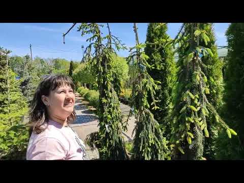 Видео: Прогулка по садовому центру.Покупаем морскую гальку.