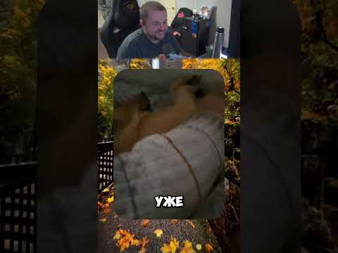 Видео: twitch.tv/neonpsh - розыгрыши и турниры каждый месяц!