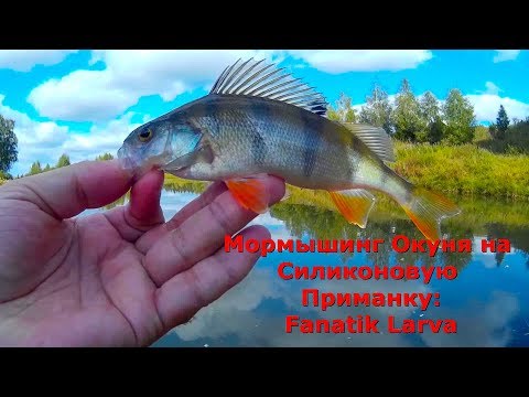 Видео: Мормышинг Окуня на Fanatik Larva (Спиннинг Major Craft Trapara Area 602XUL 0,5-2г)