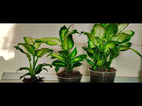 Видео: обзор Диффенбахия Кул Бьюти