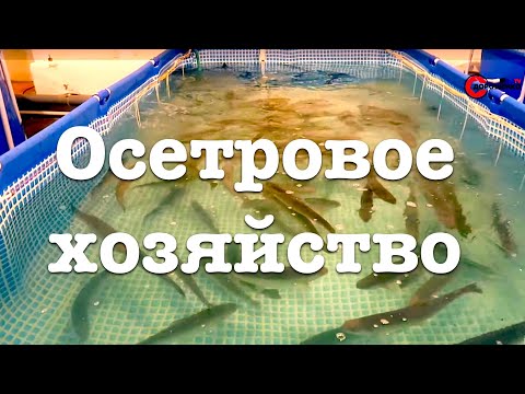 Видео: Осетровое хозяйство. Царская рыбалка. Русская рыбалка. Рыбалка