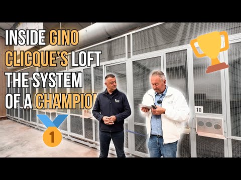 Видео: Я посетил Джино Клика 🇧🇪 – Секреты легенды мирового голубиного спорта 🕊️