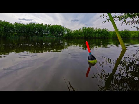 Видео: Они гнут удочки и отрывают крючок. Рыбалка на поплавок.