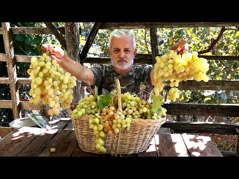 Видео: Как приготовить изюм и сливы в домашних условиях | Рецепт томатной пасты