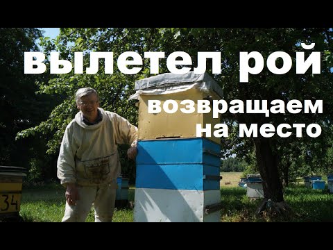 Видео: Вышел Рой из Контрольного Улья!  Не беда!  Возвращаем назад!