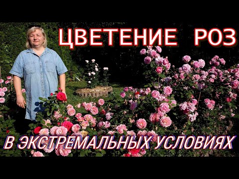 Видео: Как цветут и растут розы в этот не простой год.