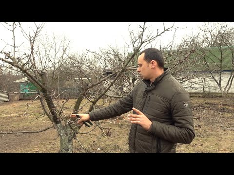 Видео: ФОРМИРОВКА ОБРЕЗКА ЧЕРЕШНИ / КАК ЗАСТАВИТЬ ДЕРЕВО УДВОИТЬ УРОЖАЙ