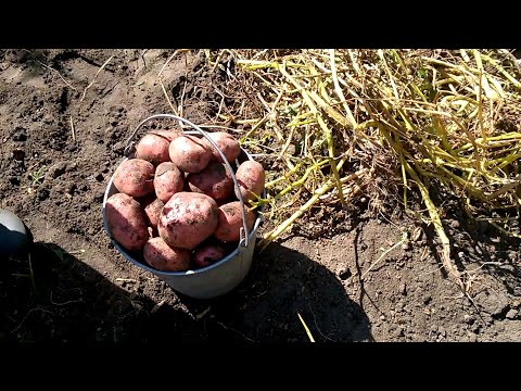 Видео: Пізні сорти картоплі - Рокко .Врожай 2020