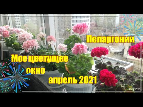 Видео: Обзор моих цветущих пеларгоний. апрель 2021