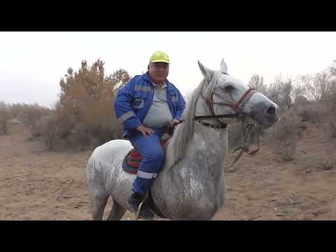 Видео: атқа мінгім келеді