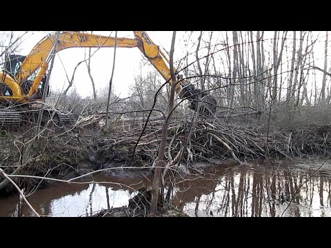 Видео: Бобры не ожидали, что мы доберёмся до этой плотины