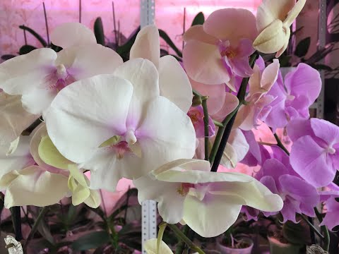 Видео: РЕАНИМАЦИЯ БИГ ЛИПОВ!!! (ОРХИДЕЙ напичканных стимуляторами)