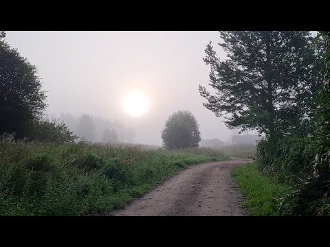 Видео: Жемчужный туман, затянувшаяся прогулка и треугольный кот