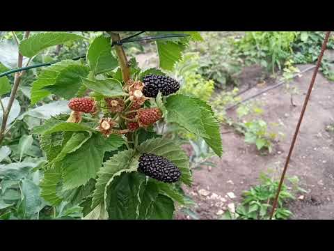 Видео: Какой процент затеняющей сетки лучше  для ягоды