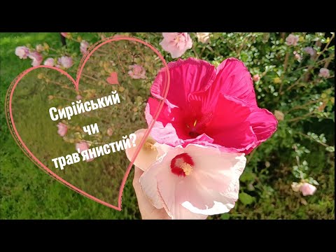 Видео: 🤔Чому не люблю вирощувати трав'янисті гібіскуси.
