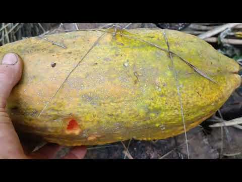 Видео: прогулка в тропической теплице