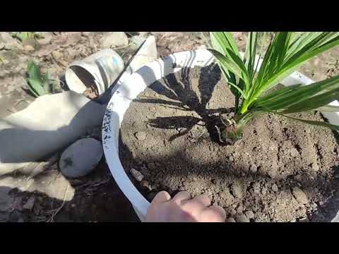 Видео: как я перезаживаю я финиковую пальму