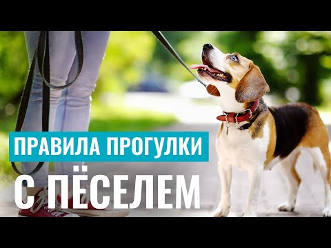 Видео: 5 ПРАВИЛ ПРОГУЛКИ С СОБАКОЙ, которые нужно знать каждому!