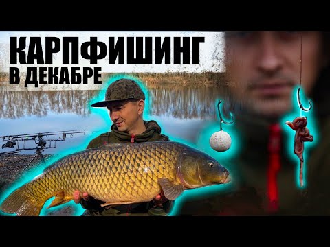 Видео: ЖИВАЯ НАСАДКА-ЛОВУШКА НА КАРПА. БЕШЕНЫЙ КЛЕВ В ДЕКАБРЕ. НЕ РЫБАЛКА, А МЕЧТА! Золотой берег