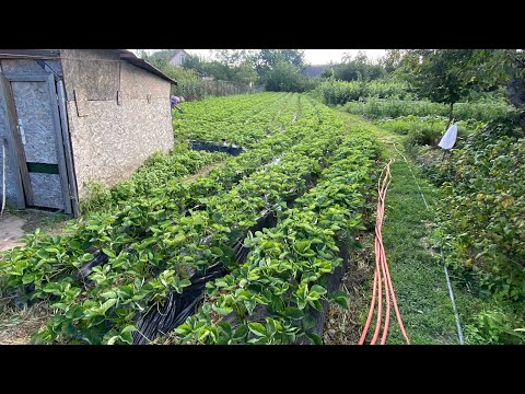 Видео: Продаж розсади. УВАГА залишилось менше половини!