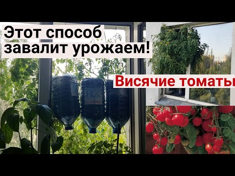 Видео: Раскрываю Секреты ПОДВЕСНОГО Выращивания Помидор! Мой урожайный огород на балконе: помидоры в окне.