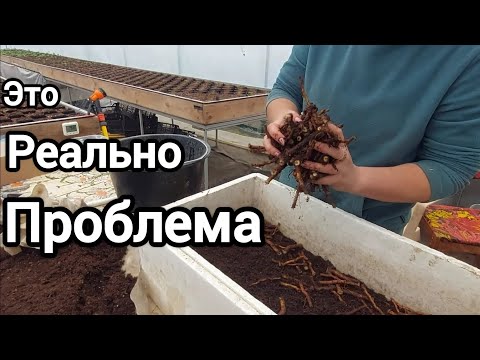 Видео: Не всходит корень ежевики. Что делать?
