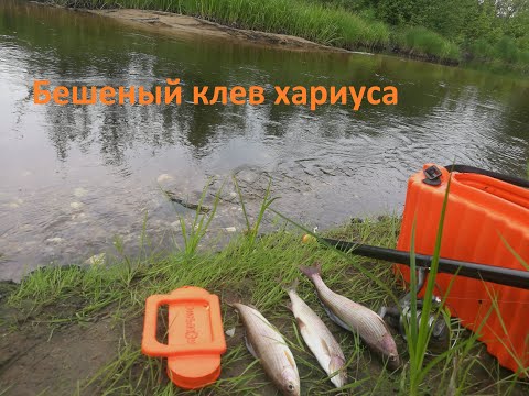 Видео: Бешеный клев хариуса.