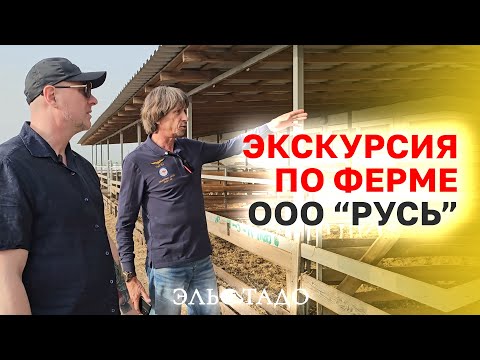 Видео: Содержание овец и баранов! Экскурсия и обзор фермы ООО "РУСЬ"! Разведение элитных овец!