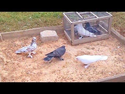 Видео: Такла обзор осени, гон по новой. #pigeon #takla