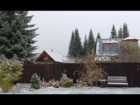 Видео: Первый снег в сибирской деревне 10 10 2024