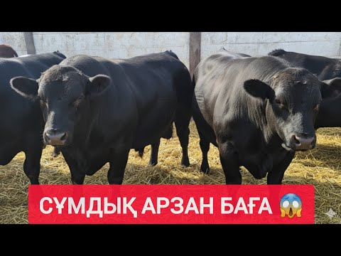 Видео: НЕ ДЕГЕН АРЗАН БАҒА, ҚАШАР, БҰҚА, БАСПАҚ, СИЫР БАҒАЛАРЫ.