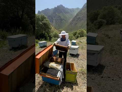 Видео: Алайкуунун таза балы сатылат. 773386236 #kyrgyztan #mountains #nature