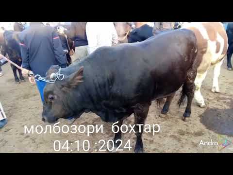 Видео: 4 октября 2024 г.