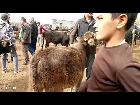 Видео: Якшанбе бозори Кумсангир 2/11/2025. Нарху навои гову мол.
