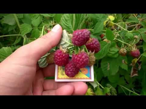 Видео: Малина Джоан Джей (Joan J) - Первый Урожай 6.06 2018 года