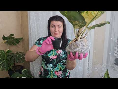 Видео: ПОСТУПЛЕНИЕ. Новые сорта Аглаонем. Сотрудничество. 