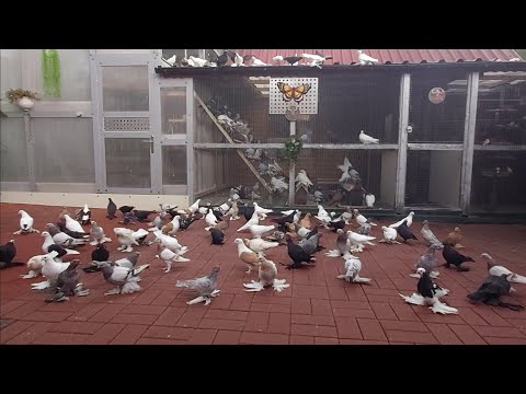 Видео: Голуби молодёжь ,кормление. 