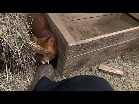 Видео: Алиса - лиса. Вечерний поход к Игнису: интервью, поглажка и игры #лисяо #лиса #fox #животные