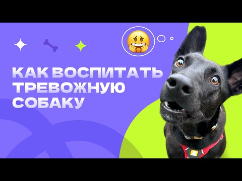Видео: У собаки страхи. Тревожная собака. Собака боится. Плохие советы, которые вы совершаете с собакой