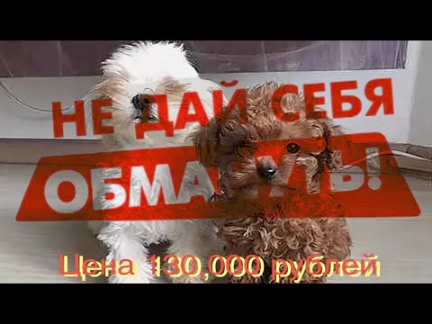 Видео: Как обманывают на Авито и продают вам Дворняжку по цене породистых Собак