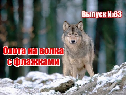 Видео: Охота на волка с флажками, 1996г | Выпуск №63 (UKR)