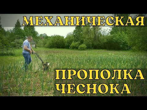 Видео: Механическая прополка чеснока культиватором Champion GC252