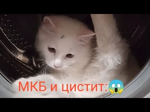 Видео: Цистит и мочекаменная болезнь у кошек🐱 Что нужно знать владельцу🤔