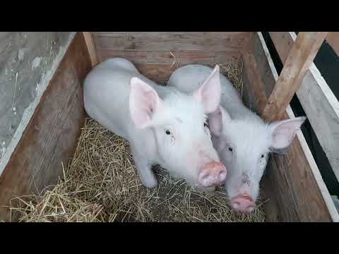 Видео: Ціни на зимові свинки! Ринок тварин огляд та ціни! #ринок #свині #птахи #курка