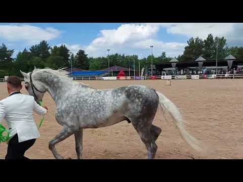 Видео: Иппосфера 2024. Пятый день. Парад пород