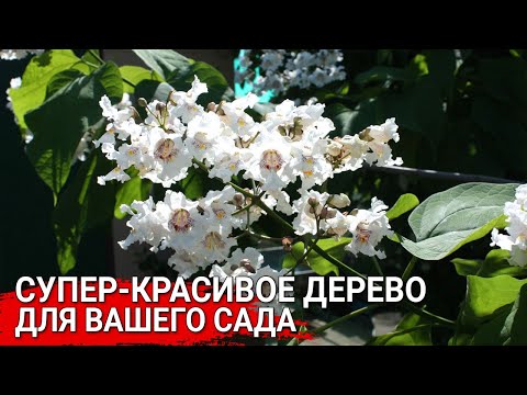 Видео: Супер-красивое дерево для вашего сада
